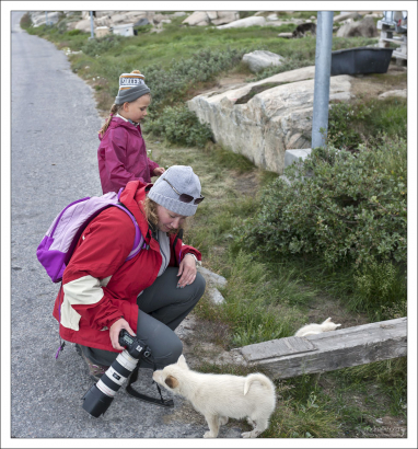 Щенки хаски, заинтересовавшиеся прохожими.