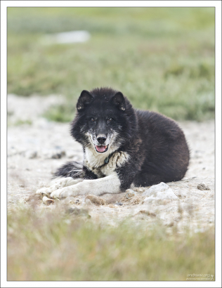 Глаза хаски обычно светло-голубые, хотя они могут также быть коричневыми, зелёными, синими, жёлтыми, или даже гетерохромными.