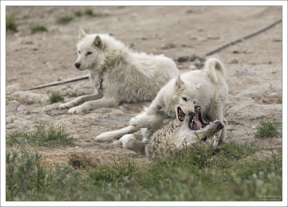 Веселый щенок с родителями.