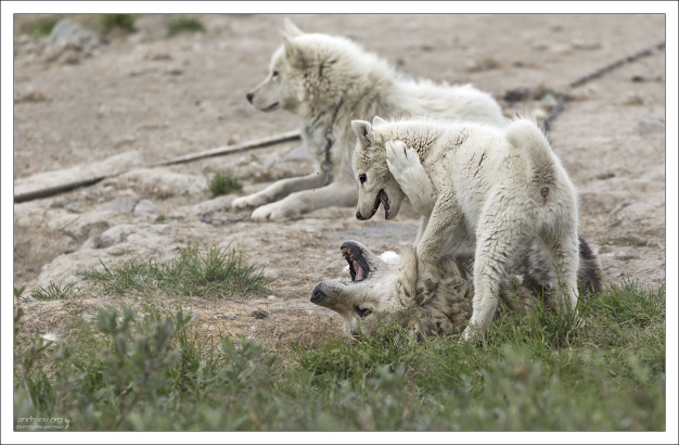 Семейство хаски дурачится.