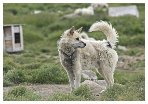 Молодая хаски-мать.