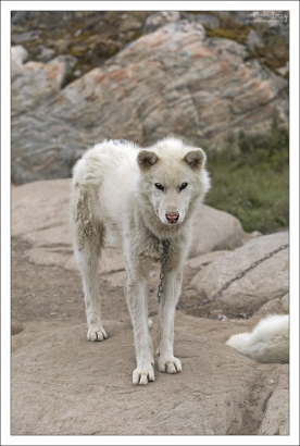 Некоторые хаски очень похожи на волков.