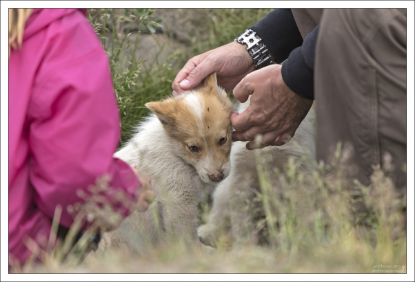 Малыш пришел гладиться.