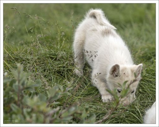 Маленькая хаски стесняется.