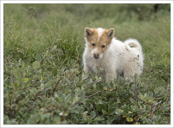 Щенок приглядывается.