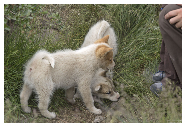 - Гляди, это же ШНУРКИ!