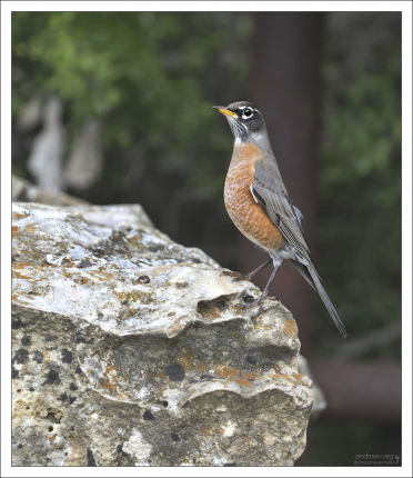 Странствующий дрозд - American robin (Turdus migratorius). Это самые крупные представители дроздовых на американском континенте.