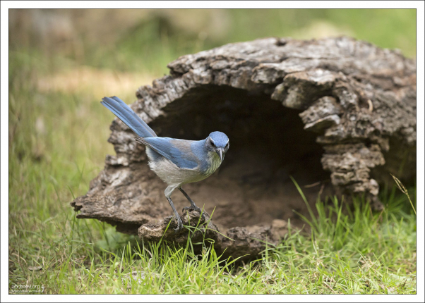 Голубая кустарниковая сойка - Western Scrub Jay (лат. Aphelocoma coerulescens).