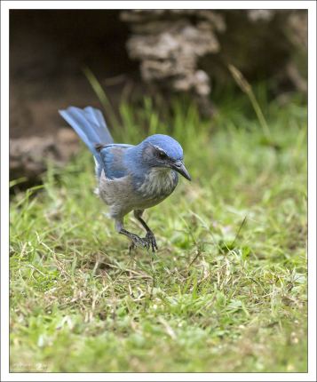 Марк Твен как-то пошутил, что голубые сойки называются птицами лишь потому, что имеют оперение и не посещают церковь. В остальном же они сильно напоминают людей: так же хитрят, ругаются и обманывают на каждом шагу.