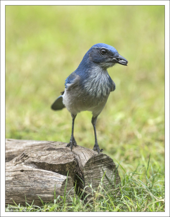 Голубая сойка часто имитирует громкий крик ястреба, чтобы отогнать от лесной кормушки своих пищевых конкурентов: дятлов, скворцов и серых белок.