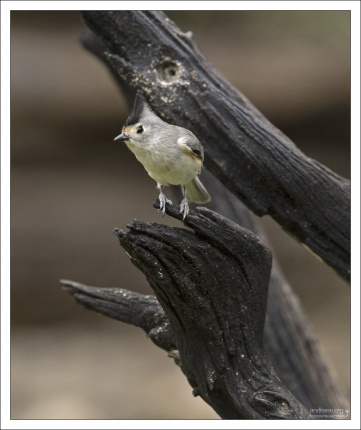 Черная хохлатая синица - Black-crested titmouse (Baeolophus atricristatus).