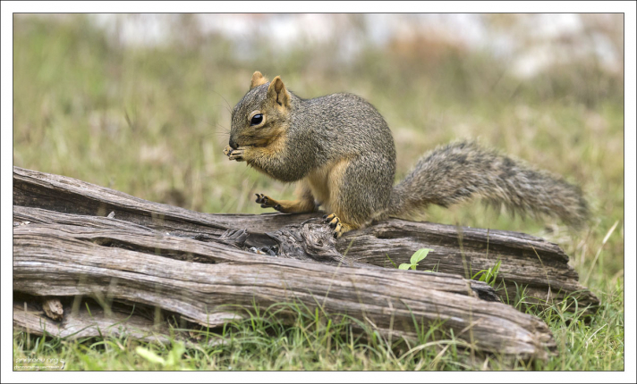 Каролинская серая белка - Eastern gray squirrel (Sciurus carolinensis), один из самых распространенных грызунов Техаса.