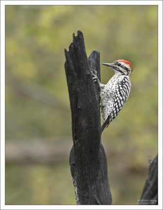 Самец лесного дятла - Ladder-backed woodpecker (Dryobates scalaris).
