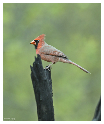 Красный кардинал. В семи штатах США избран официальным символом.