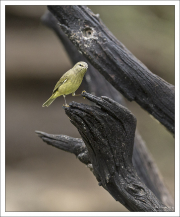 Обыкновенная овсянка - Yellowhammer (Emberiza citrinella).