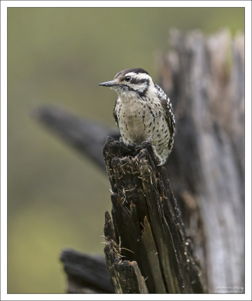 Самка лесного дятла - Ladder-backed woodpecker (Dryobates scalaris).