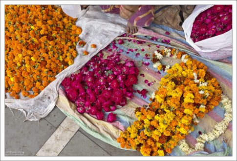 Несмотря на то, что бархатцы - цветок американский, растет от Нью-Мексико до Аргентины, но в 16-м веке был завезен конкистадорами в Испанию, а оттуда уже пошел гулять по свету, и докатился до Индии.