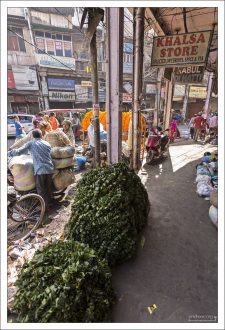 Связки листьев дерева карри (Murraya koenigii), растущего на юге страны.