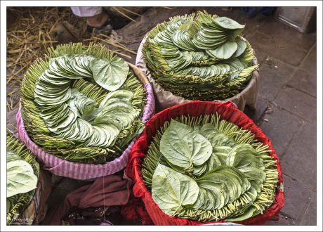 В Индии листья бетеля традиционно используются как тонизирующее средство.