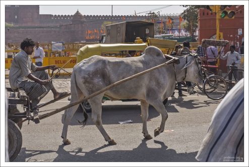 Корова - гомата - полноценный участник дорожного движения в Индии.