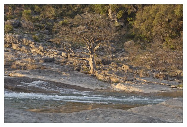 Золотое дерево Педерналес.