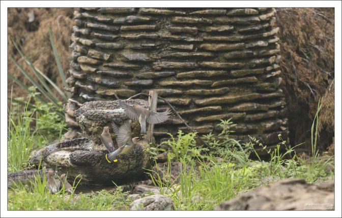 Стайка Американских или Кедровых свиристелей (Waxwing) около кормушки в парке Педерналес-Фоллс.