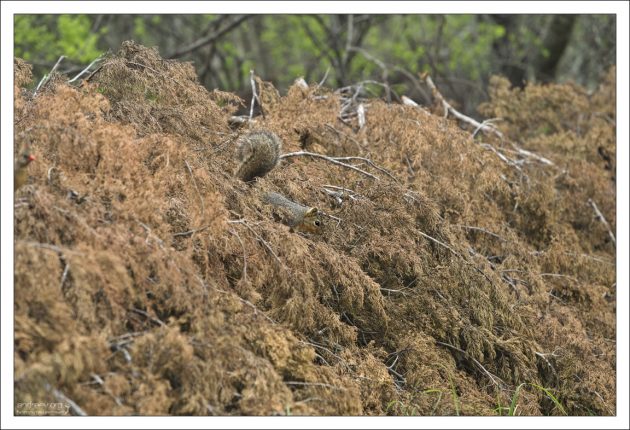 Белка замаскировалась в сухих иголках.