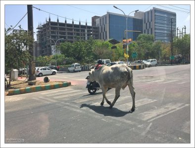Бездомная корова. За убийство или ранение коровы можно попасть в тюрьму.