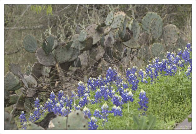 Типичная картинка для весеннего Техаса: люпины и кактусы.