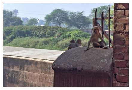 Местные попрошайки.