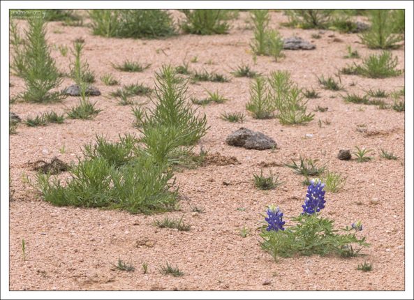 В середине марта люпины только-только начали цвести.