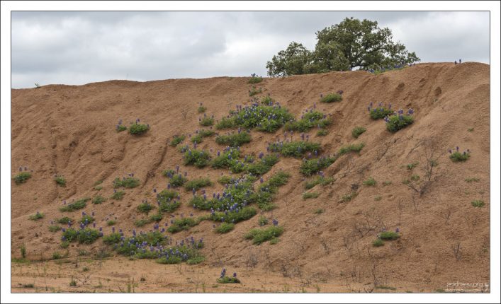 Люпины песчаных карьеров.