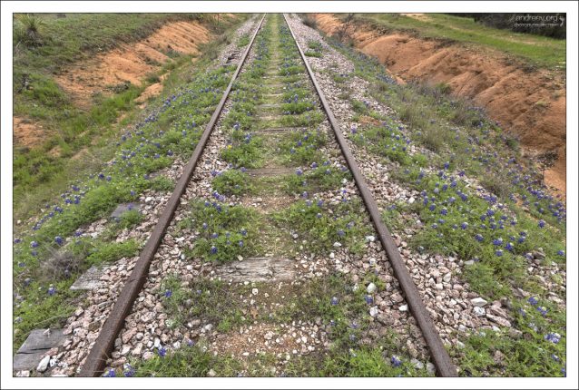 Люпины плотно разрослись по шпалам старой железной дороги.
