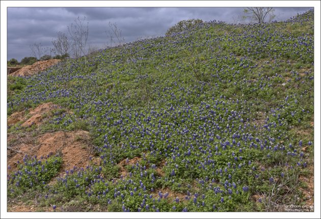 Люпиновая горка.