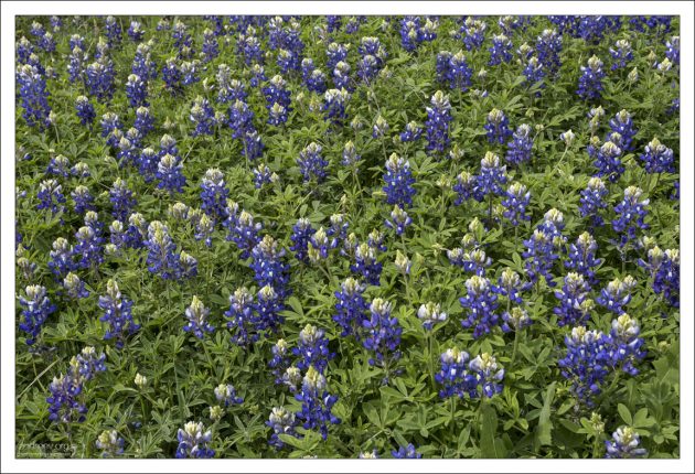 Традиционный снимок люпинов-блюбонетов.