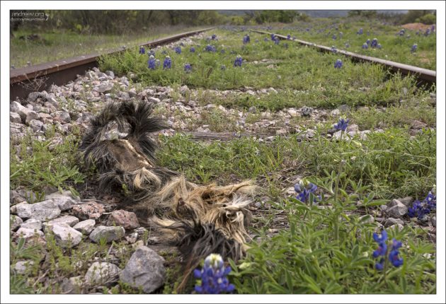 Мумифицированный лошадиный хвост на железнодорожных путях.