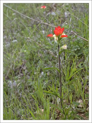 Индийская кисточка (Indian paintbrush) - родной для Америки цветок. Сейчас встречается даже на Кольском полуострове в России.