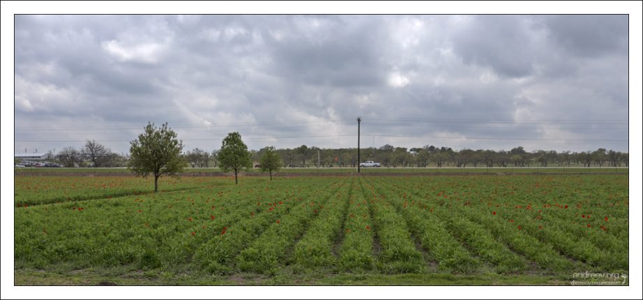 Маковое поле на ферме Wildseed Farms недалеко от города Fredericksburg, Texas.