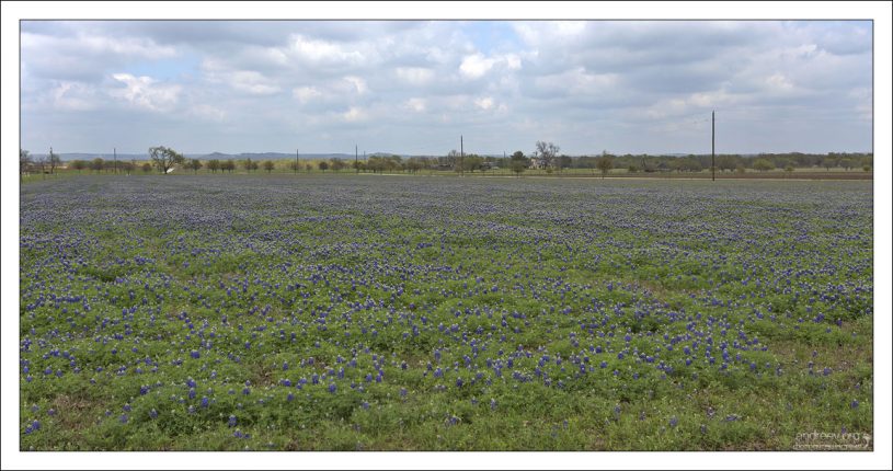 Люпиновое поле в городке Фредериксбург.