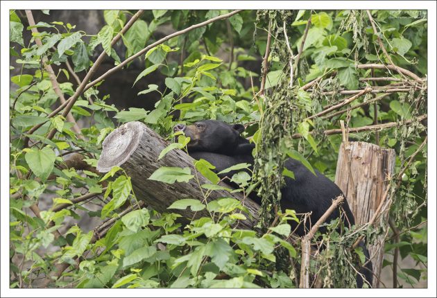 Сиеста Черного медведя. Зоопарк в городе Сан-Антонио.