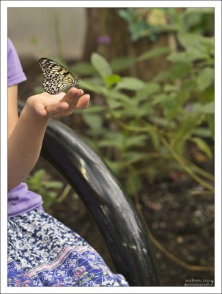 Бабочки в зоопарке Сан-Антонио живут в специальном павильоне Butterfly garden, и частенько садятся на руки, плечи, и даже головы посетителей.
Бабочка Бумажный змей (Paper kite butterfly).