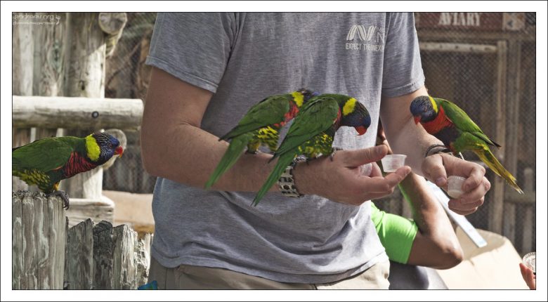 Австралийские лори - очень коммуникабельные древесные попугаи.
Зоопарк Сан-Антонио.