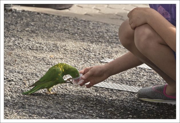 Лори питаются преимущественно пыльцой и нектаром (приблизительно от 5000 разновидностей цветков), а также мягкими, сочными плодами.
Язык у них оканчивается щёточкой из роговых сосочков. С их помощью птицы высасывают сок из плодов и нектар из цветов.
