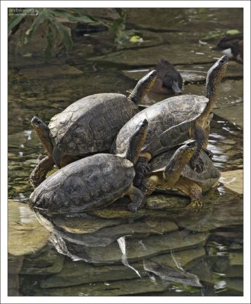 Группа Черных древесных черепах (Black wood turtle) из Центральной Америки.
Зоопарк в Сан-Антонио.