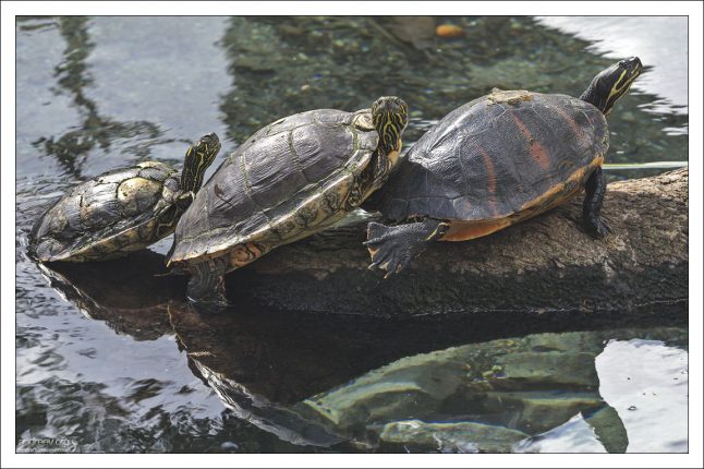 Расписная черепаха (Painted turtle) из семейства американских пресноводных черепах, самая распространённая черепаха в Северной Америке.