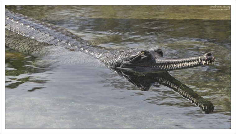 Гангский гавиал (Gharial). Отличительная черта: длина челюстей превышает ширину у их основания почти в 5 раз.
Зоопарк в Сан-Антонио.