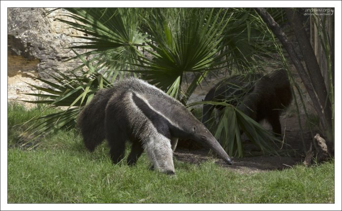 Гигантский муравьед (Giant anteater) - самый крупный представитель в отряде неполнозубых, длина его тела достигает 110—130 см.
Зоопарк в Сан-Антонио.