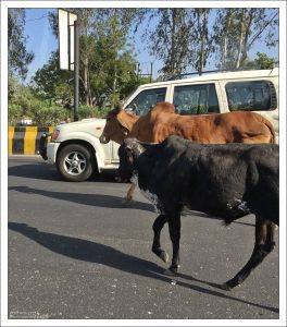 Бродячие коровы на улицах Дели.