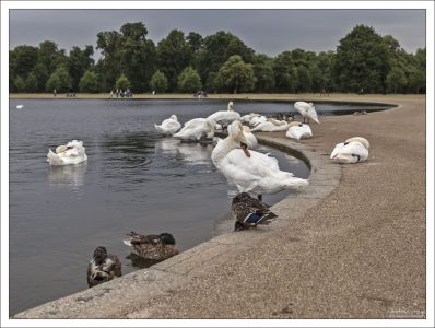Лебеди и утки на берегу Круглого пруда в Кенсингтонских садах (англ. Kensington Gardens).