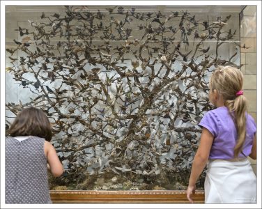 Стеклянный шкаф викторианской эпохи, содержащий более сотни птичек колибри. Птицы были пойманы в 19-м веке. Лондонский Музей естествознания.